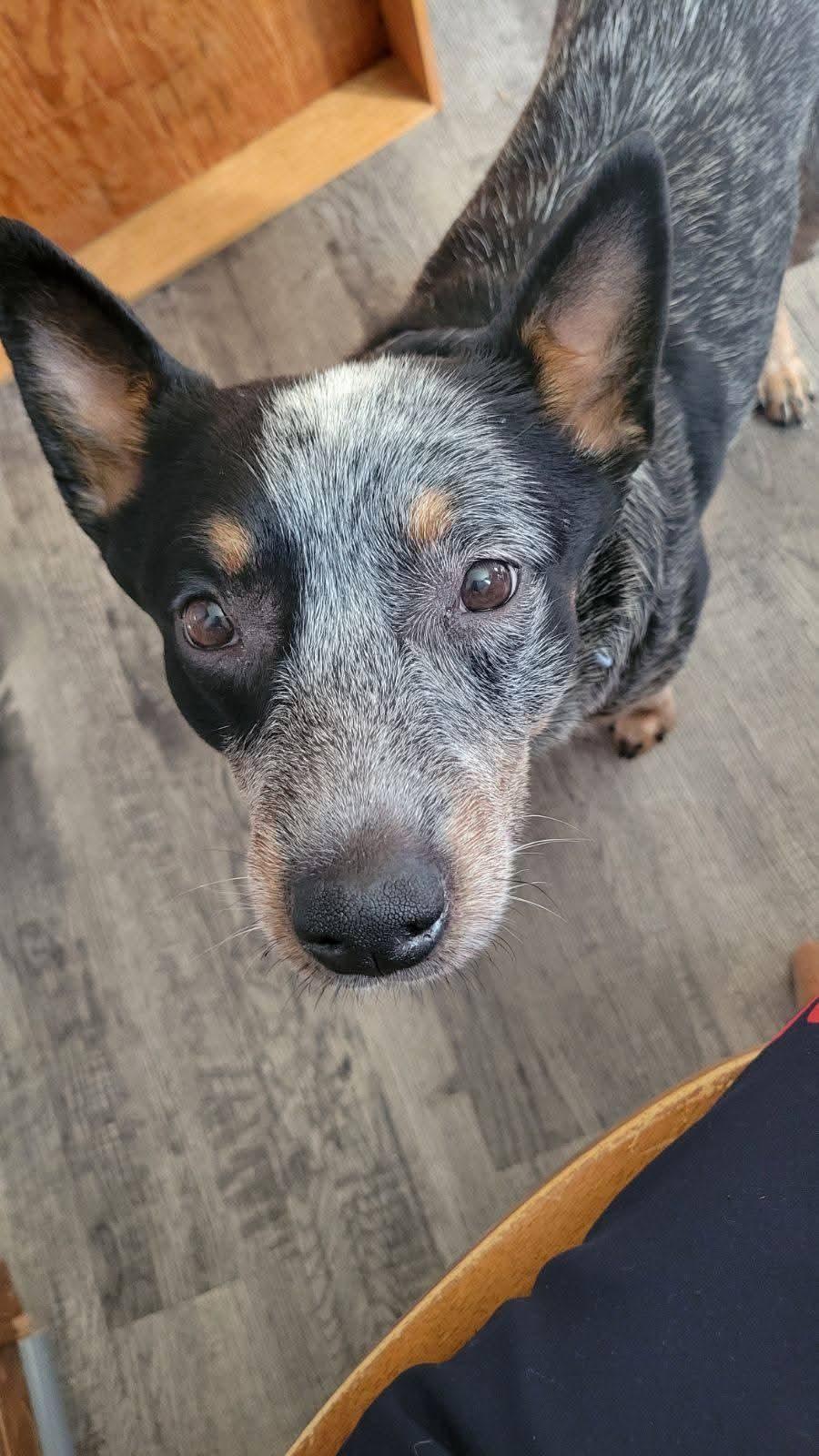 Enlarge Heelix, a Adoptable Australian Cattle Dog / Blue Heeler in Lexington, MO image 6/6