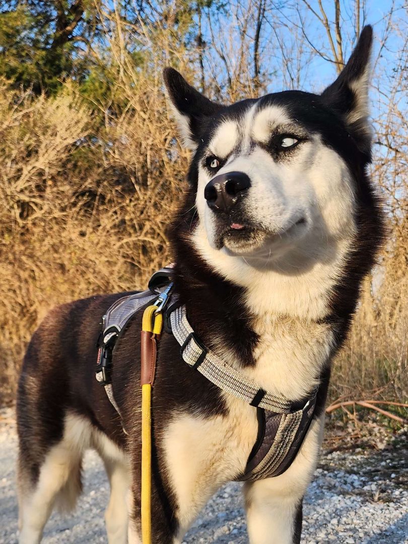 Buddy, Adopted, Senior Male Husky & Siberian Husky.