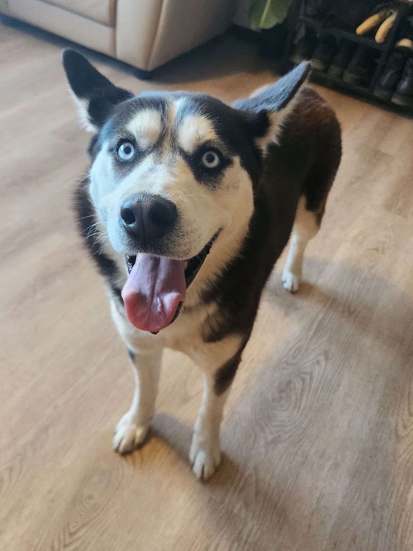 Enlarge Buddy, a Adopted mixed breed in Willard, MO image 2/6