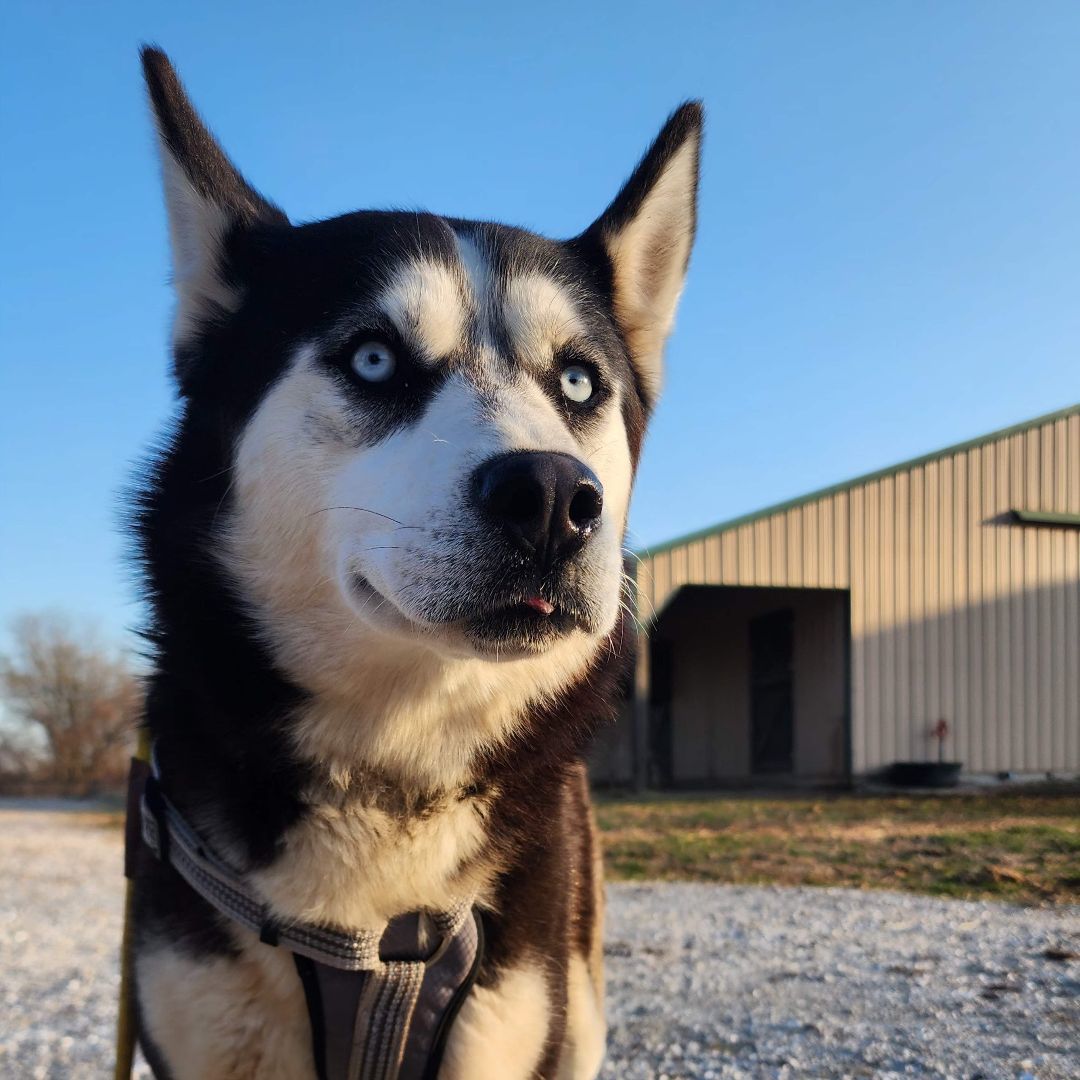 Enlarge Buddy, a Adopted mixed breed in Willard, MO image 3/6