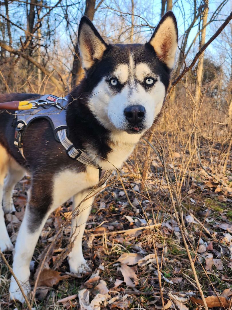 Enlarge Buddy, a Adopted mixed breed in Willard, MO image 4/6