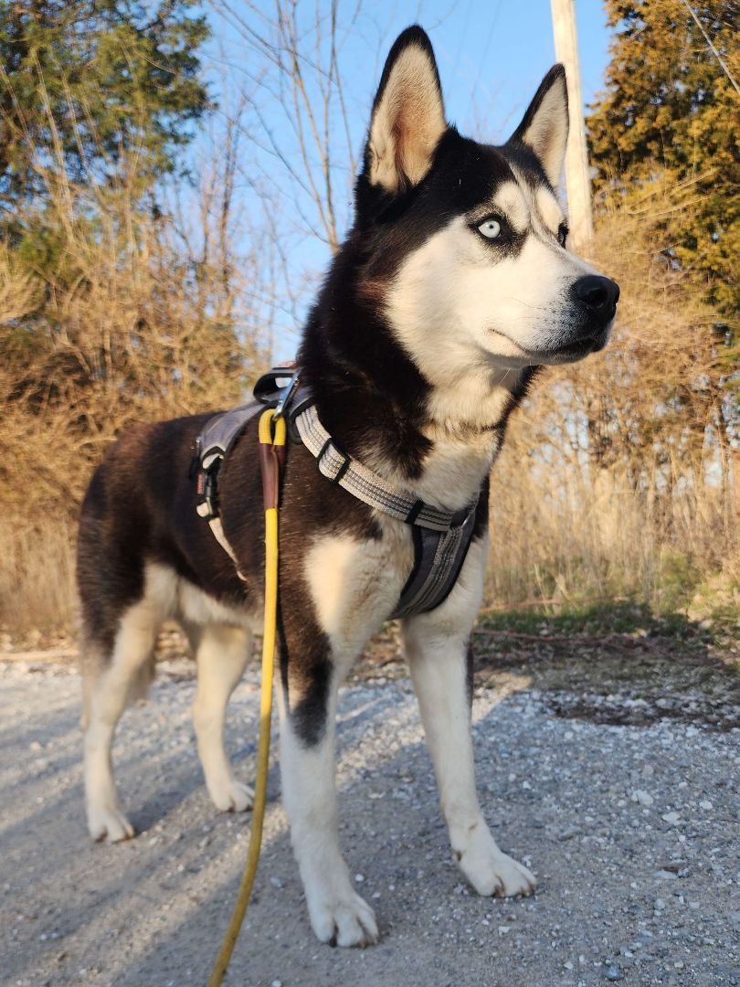 Enlarge Buddy, a Adopted mixed breed in Willard, MO image 5/6