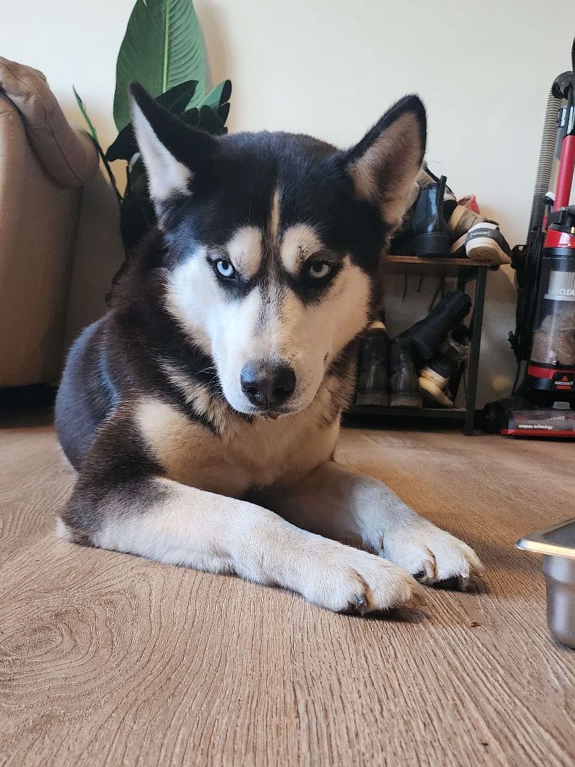 Enlarge Buddy, a Adopted mixed breed in Willard, MO image 6/6