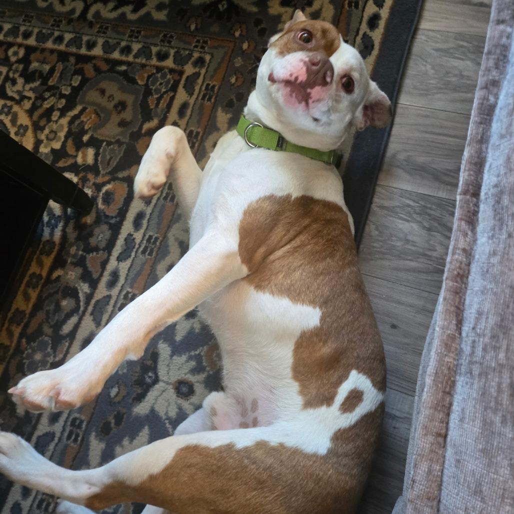 Butternut, Adoptable, Adult Male Mixed Breed.