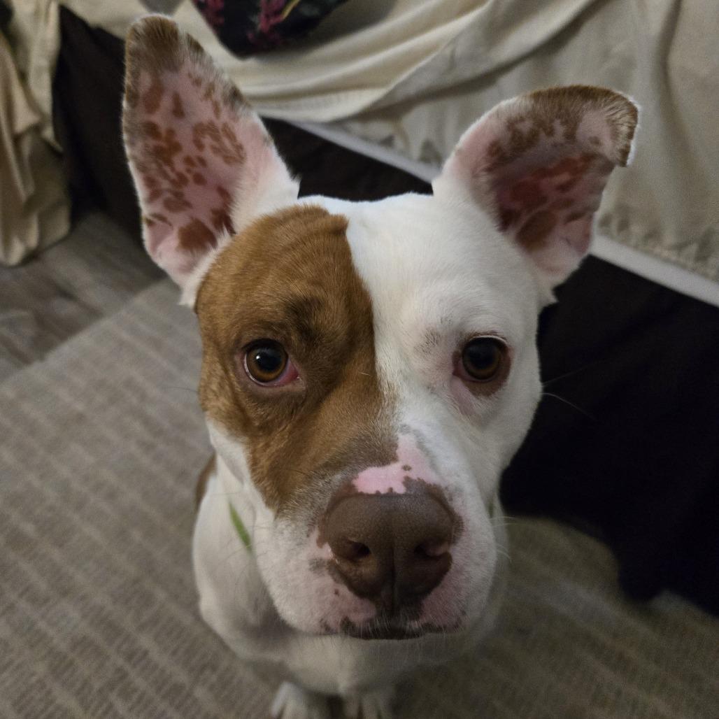 Enlarge Butternut, a Adoptable Mixed Breed in Winston Salem, NC image 2/3