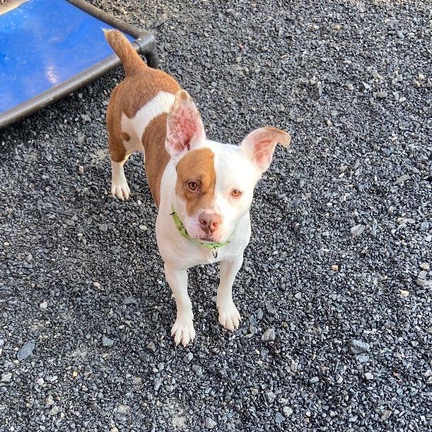 Enlarge Butternut, a Adoptable Mixed Breed in Winston Salem, NC image 3/3