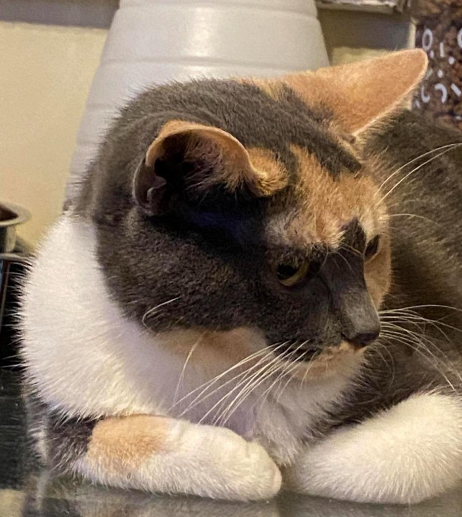 Dali, Adoptable, Adult Female Calico & Domestic Short Hair.