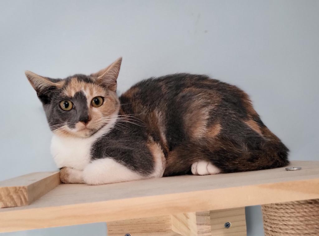 Dali, Adoptable, Adult Female Calico & Domestic Short Hair.