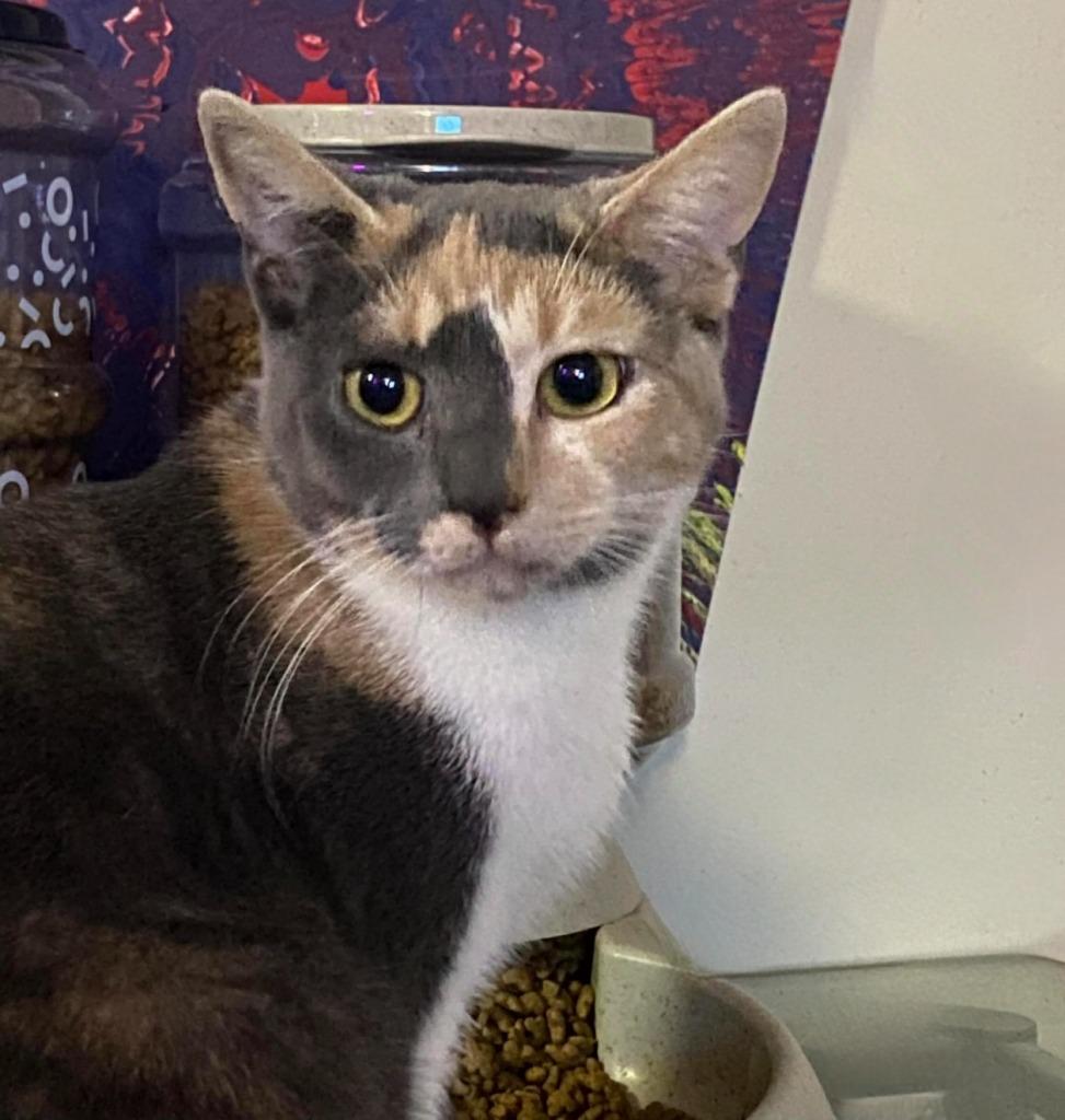 Enlarge Dali, a Adoptable mixed breed in Buford, GA image 3/6