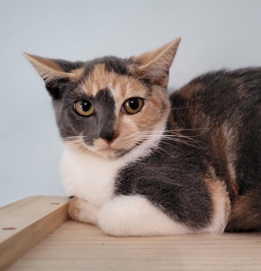 Enlarge Dali, a Adoptable mixed breed in Buford, GA image 6/6