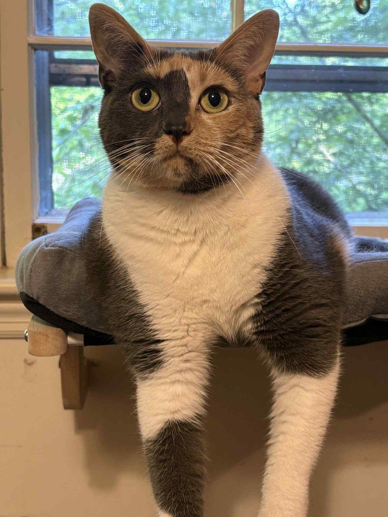 Enlarge Dali, a Adoptable mixed breed in Buford, GA image 6/6