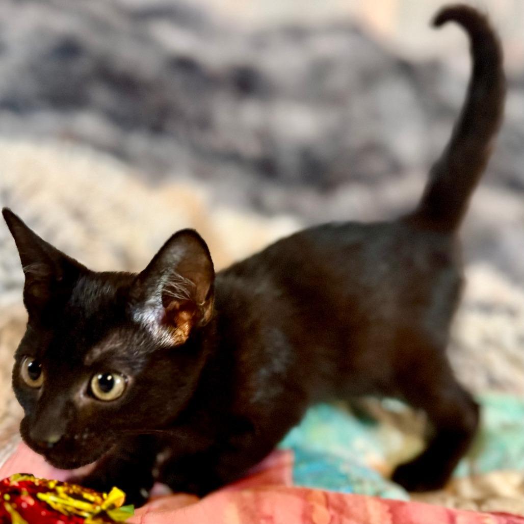 Riko 26-07-186, Adoptable, Kitten Male Domestic Short Hair.