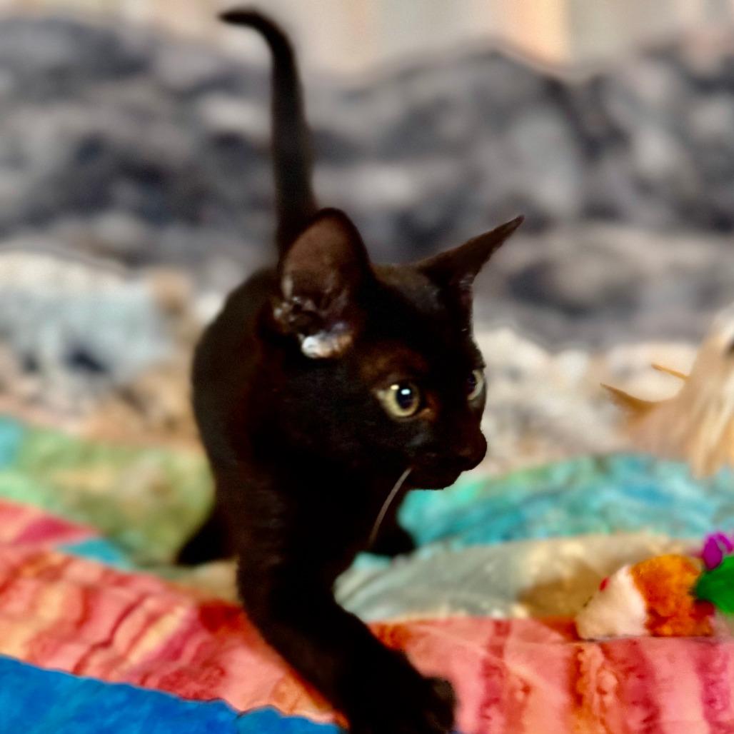 Enlarge Riko 26-07-186, a Adoptable Domestic Short Hair in Bastrop, TX image 2/5