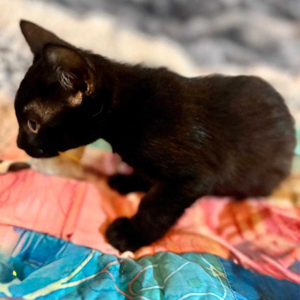 Enlarge Riko 26-07-186, a Adoptable Domestic Short Hair in Bastrop, TX image 3/5