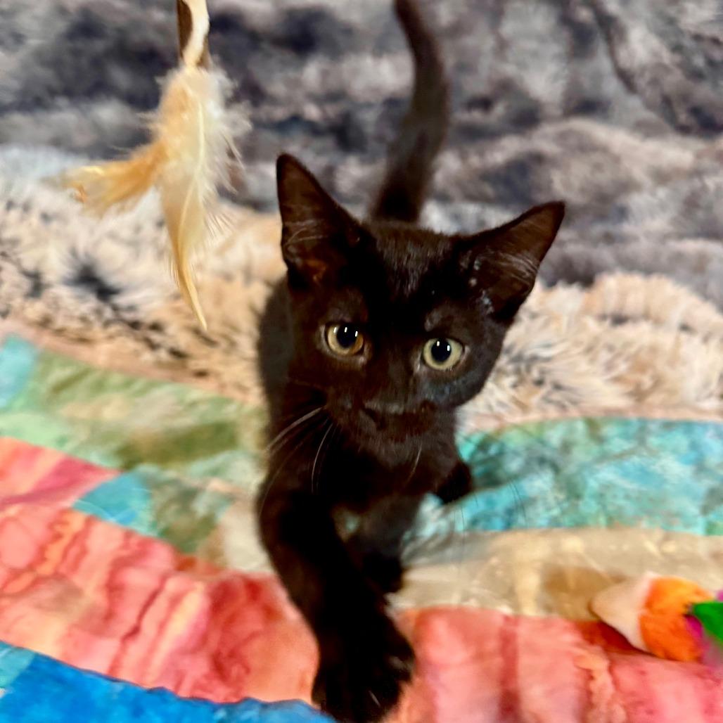 Enlarge Riko 26-07-186, a Adoptable Domestic Short Hair in Bastrop, TX image 4/5