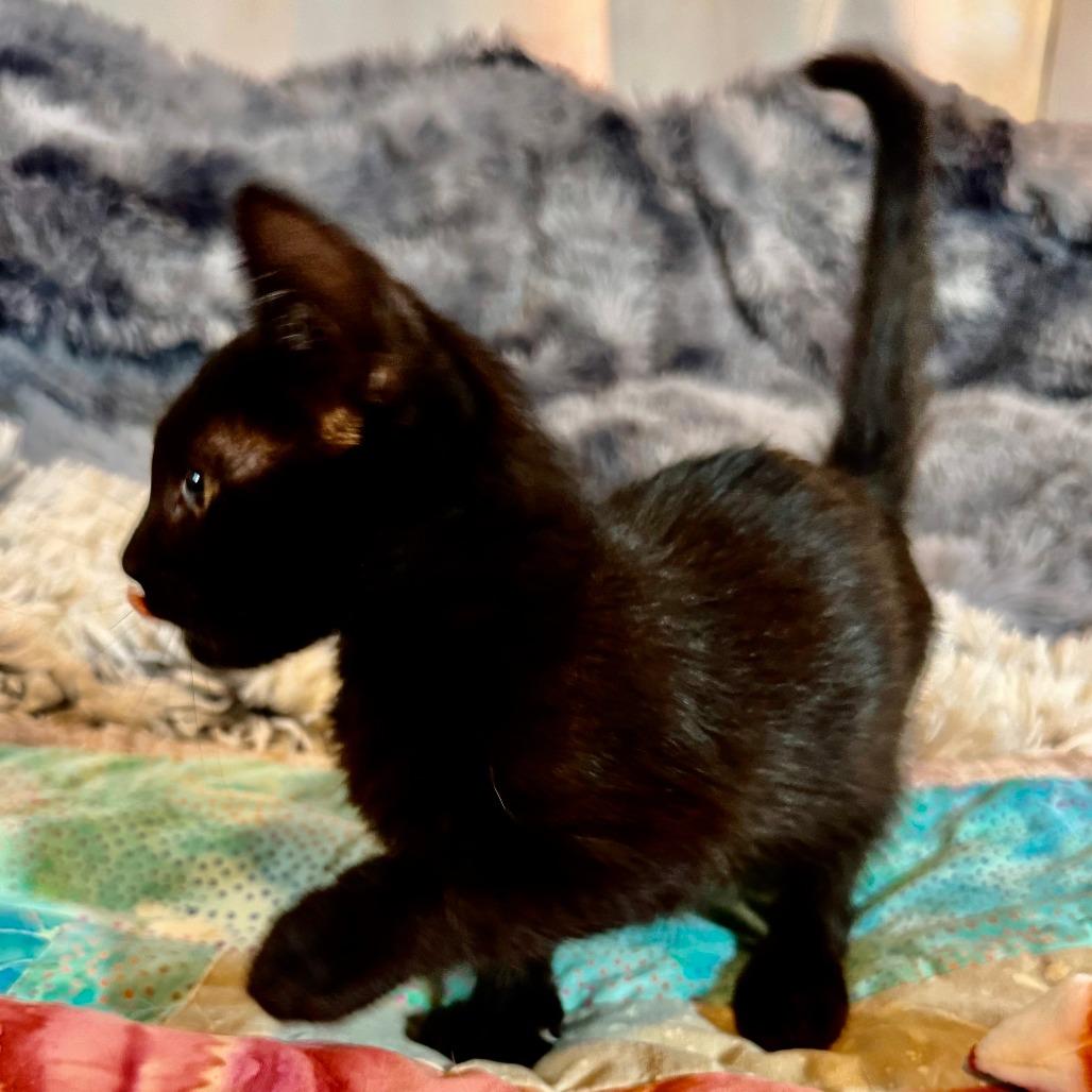 Enlarge Riko 26-07-186, a Adoptable Domestic Short Hair in Bastrop, TX image 5/5