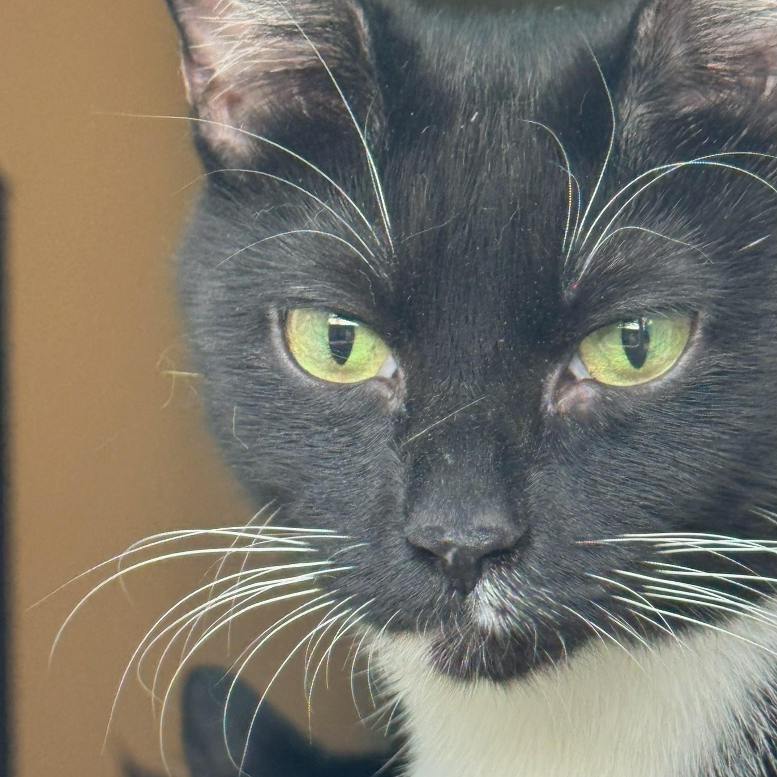 Miette, a Adoptable Domestic Short Hair in Scottsdale, AZ image 2/4