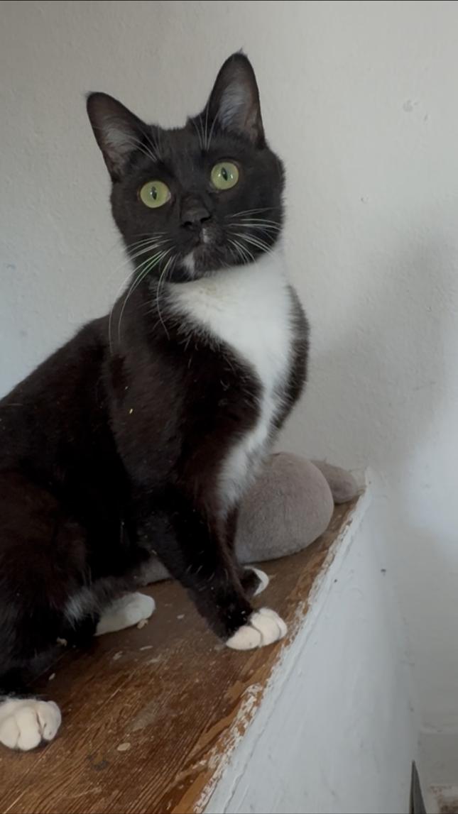 Miette, a Adoptable Domestic Short Hair in Scottsdale, AZ image 1/4