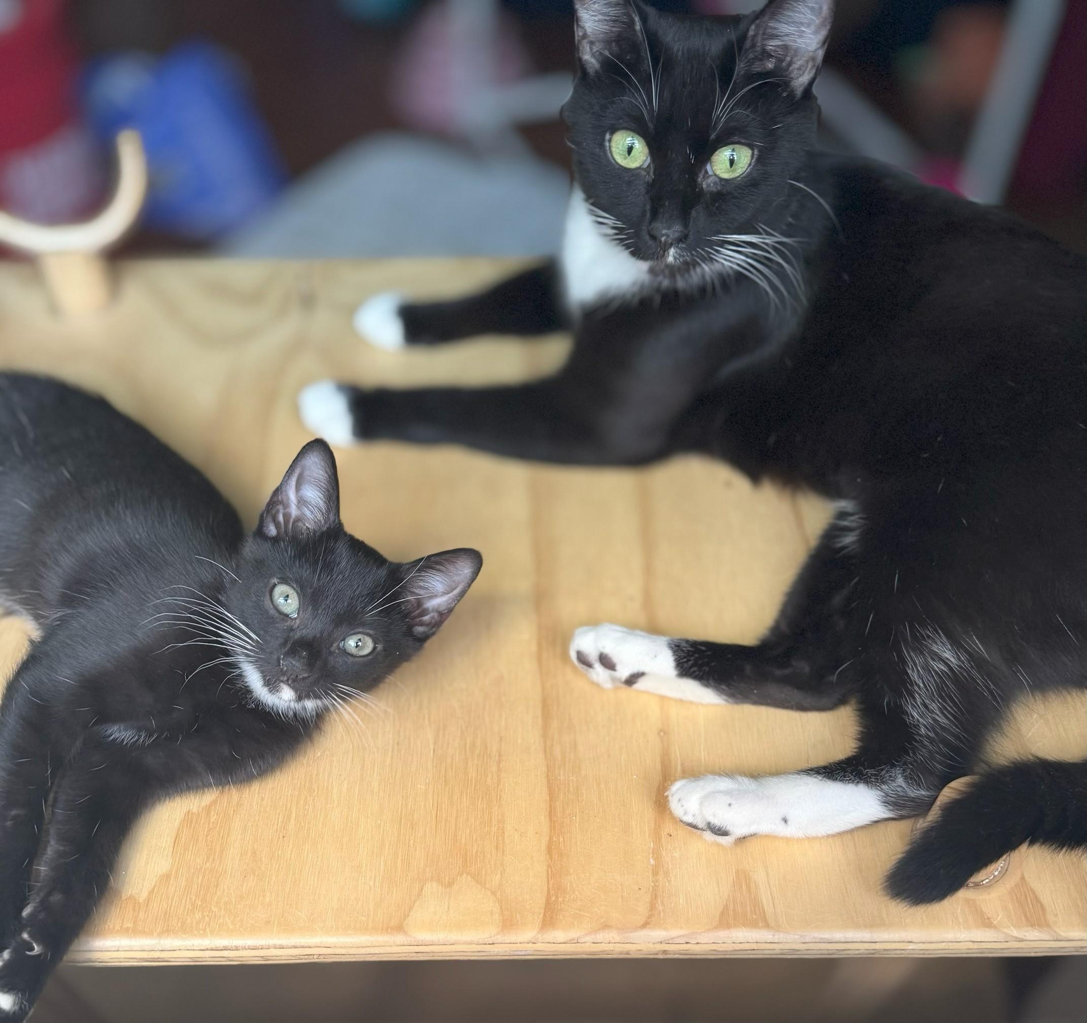 Miette, a Adoptable Domestic Short Hair in Scottsdale, AZ image 3/4