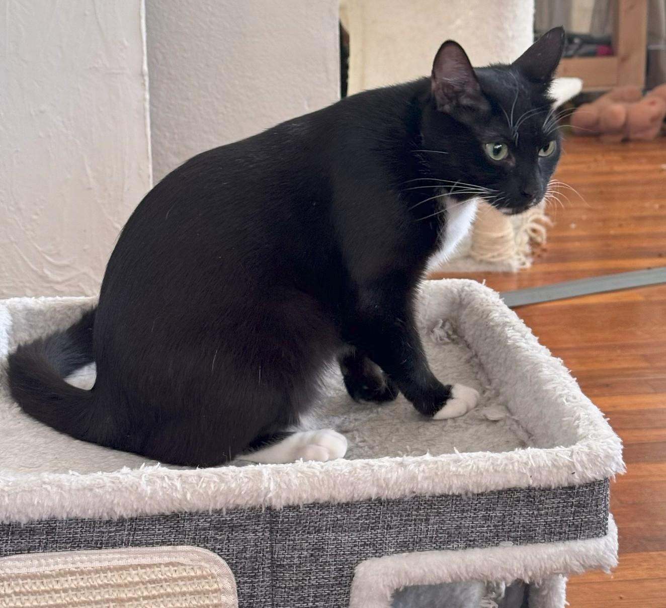 Miette, a Adoptable Domestic Short Hair in Scottsdale, AZ image 4/4