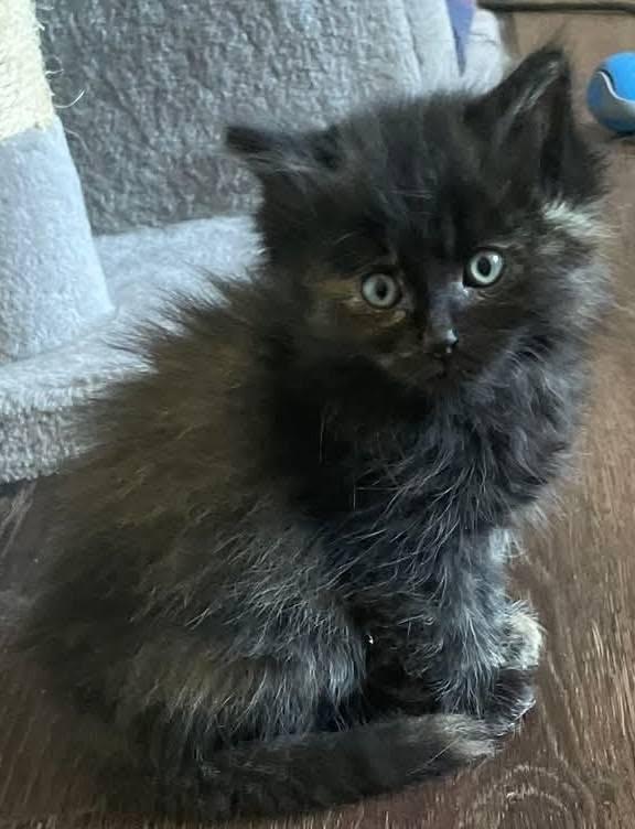 Marigold, ADOPTABLE, Kitten Female Tortoiseshell & Domestic Long Hair.