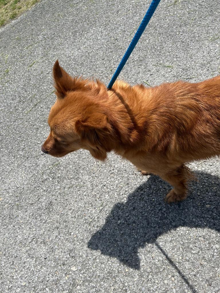 Nalah, Adoptable, Adult Female Golden Retriever.