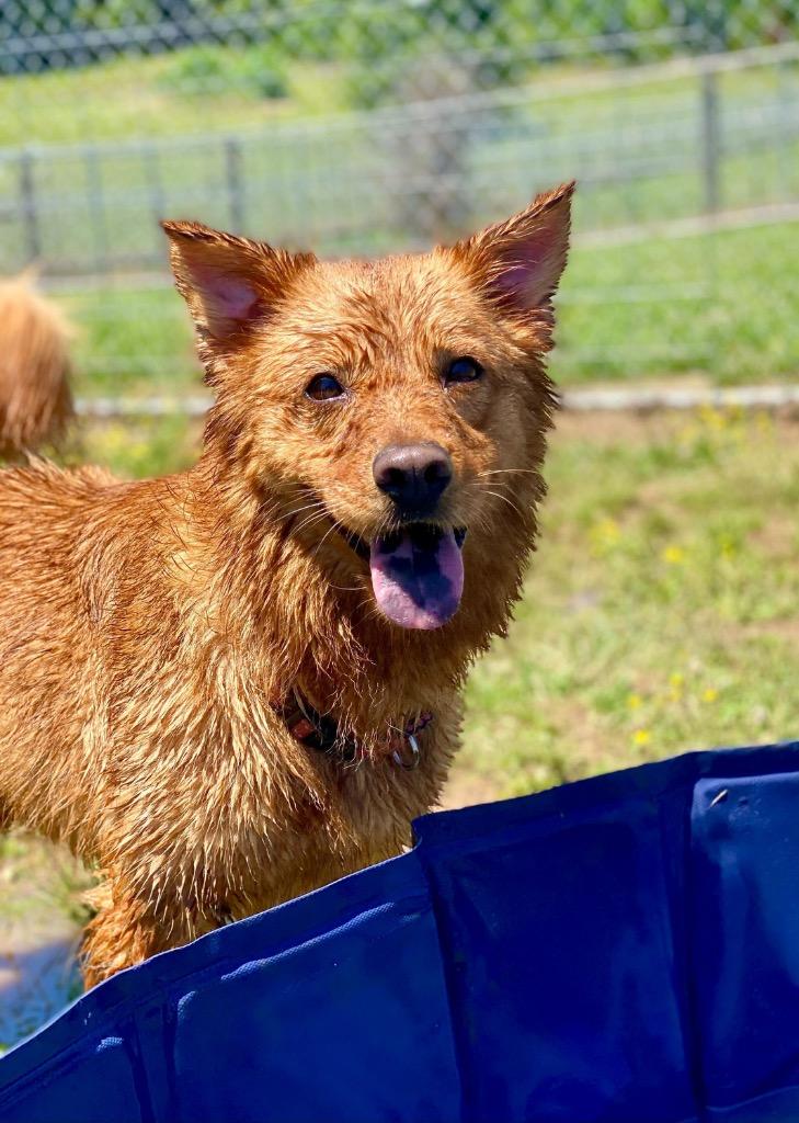 Nalah, a Adoptable Golden Retriever in Chickamauga , GA image 2/2