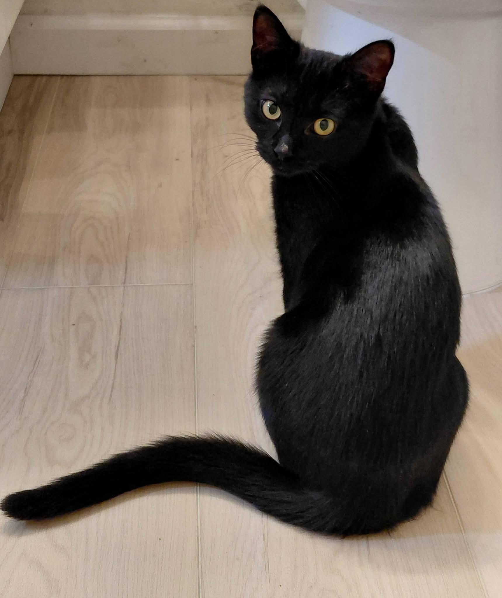 Suki photo