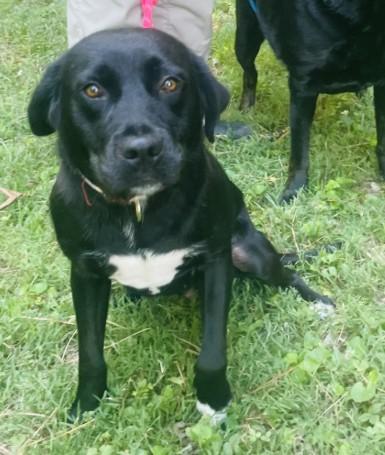 Saboya, a ADOPTABLE mixed breed in Ashland, VA image 2/2