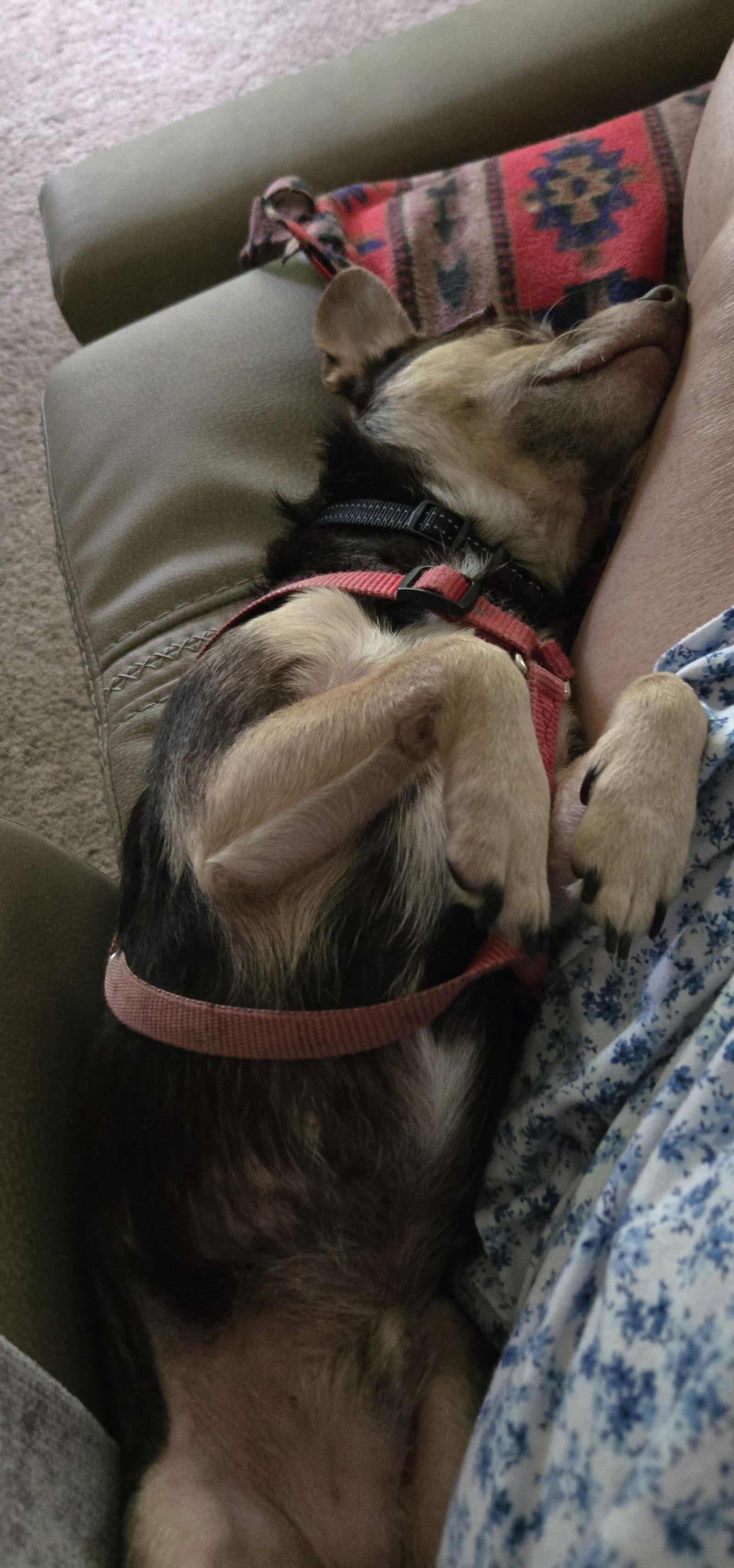 Hayes, Adoptable, Adult Male Chihuahua.