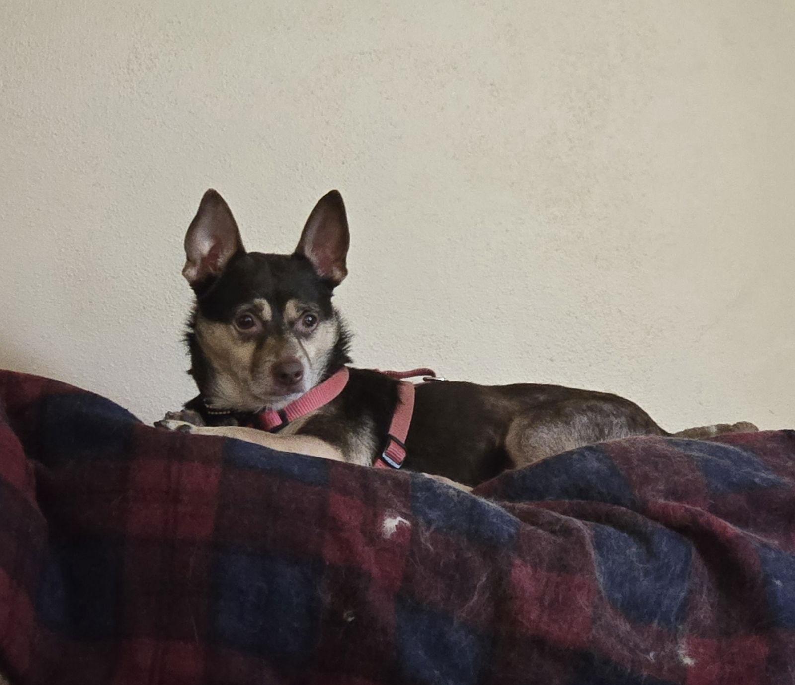 Hayes, a Adoptable Chihuahua in Brooklyn Center, MN image 2/3