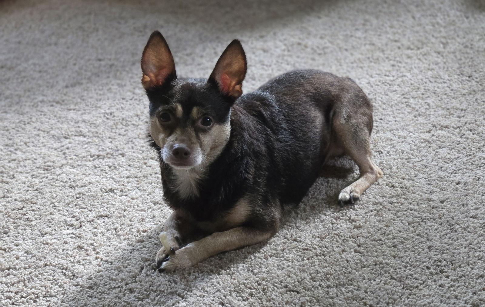 Hayes, a Adoptable Chihuahua in Brooklyn Center, MN image 3/3