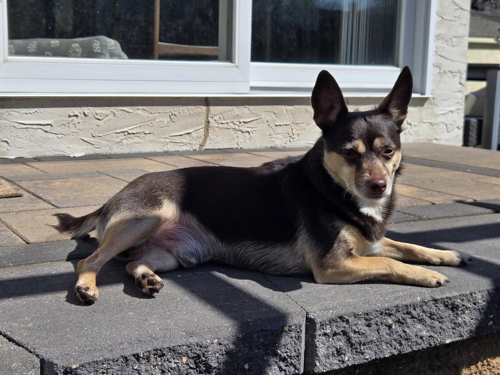 Enlarge Hayes, a Adoptable Chihuahua in Brooklyn Center, MN image 3/3