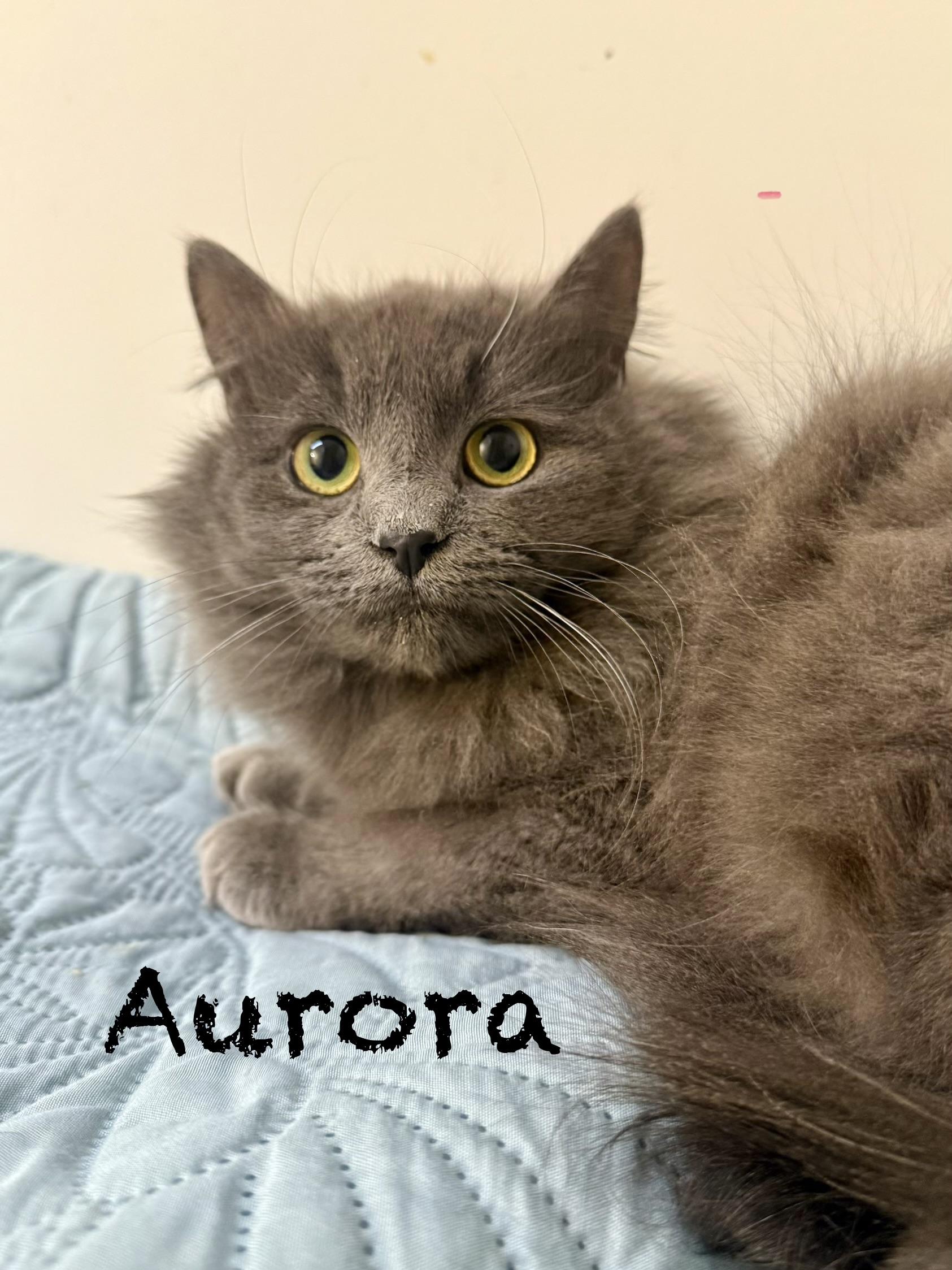 Enlarge Aurora, a ADOPTABLE Domestic Medium Hair in Frewsburg, NY image 2/3