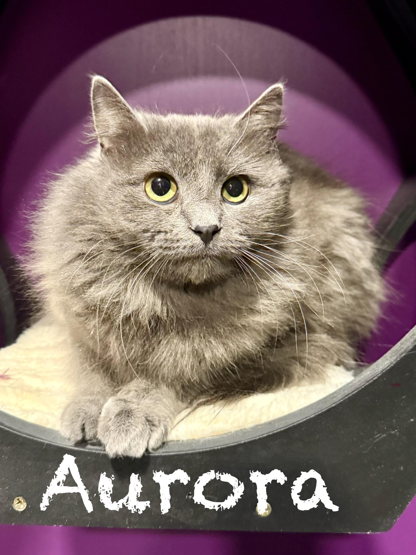 Aurora, ADOPTABLE, Young Female Domestic Medium Hair.