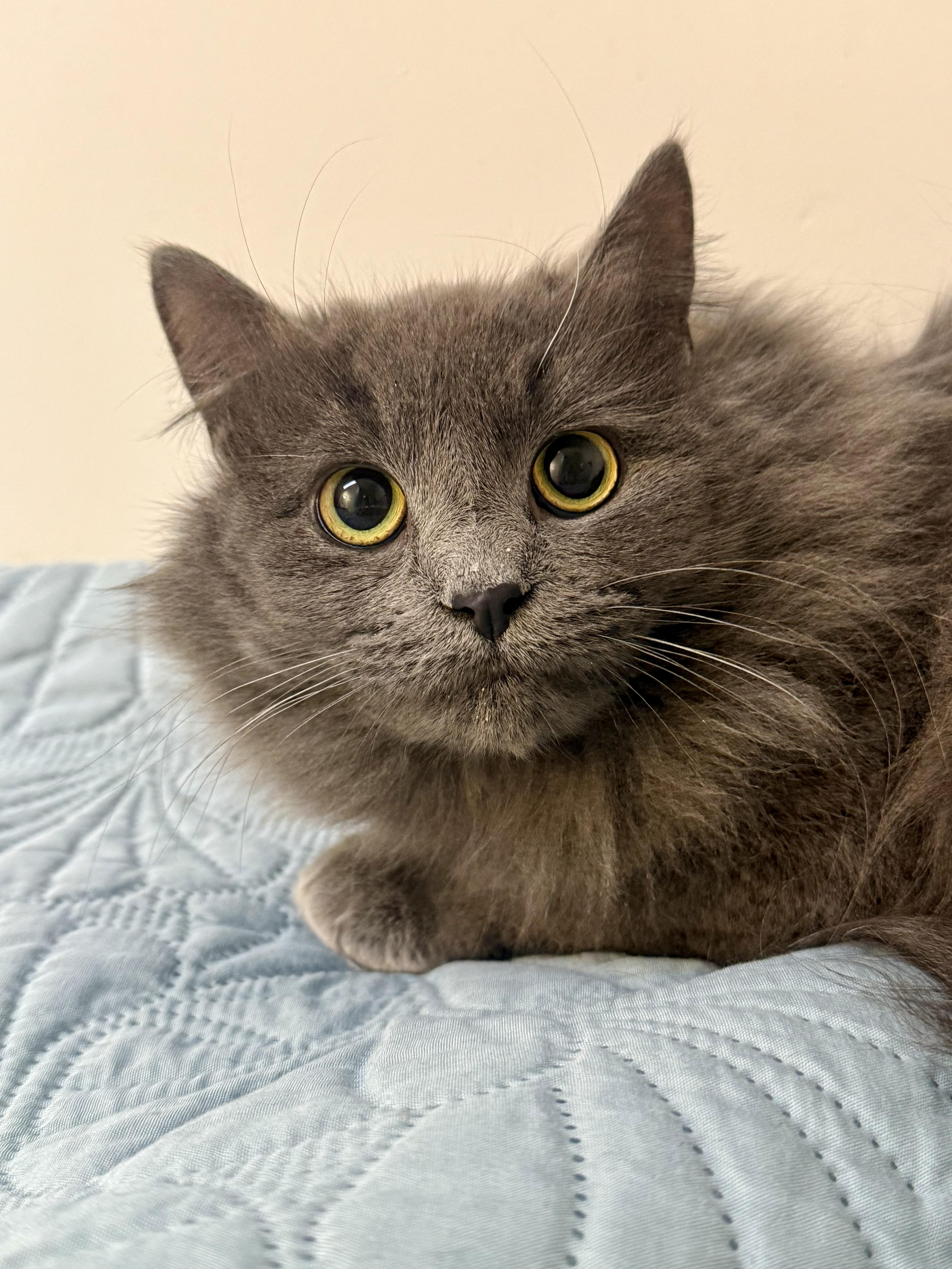 Enlarge Aurora, a ADOPTABLE Domestic Medium Hair in Frewsburg, NY image 3/3