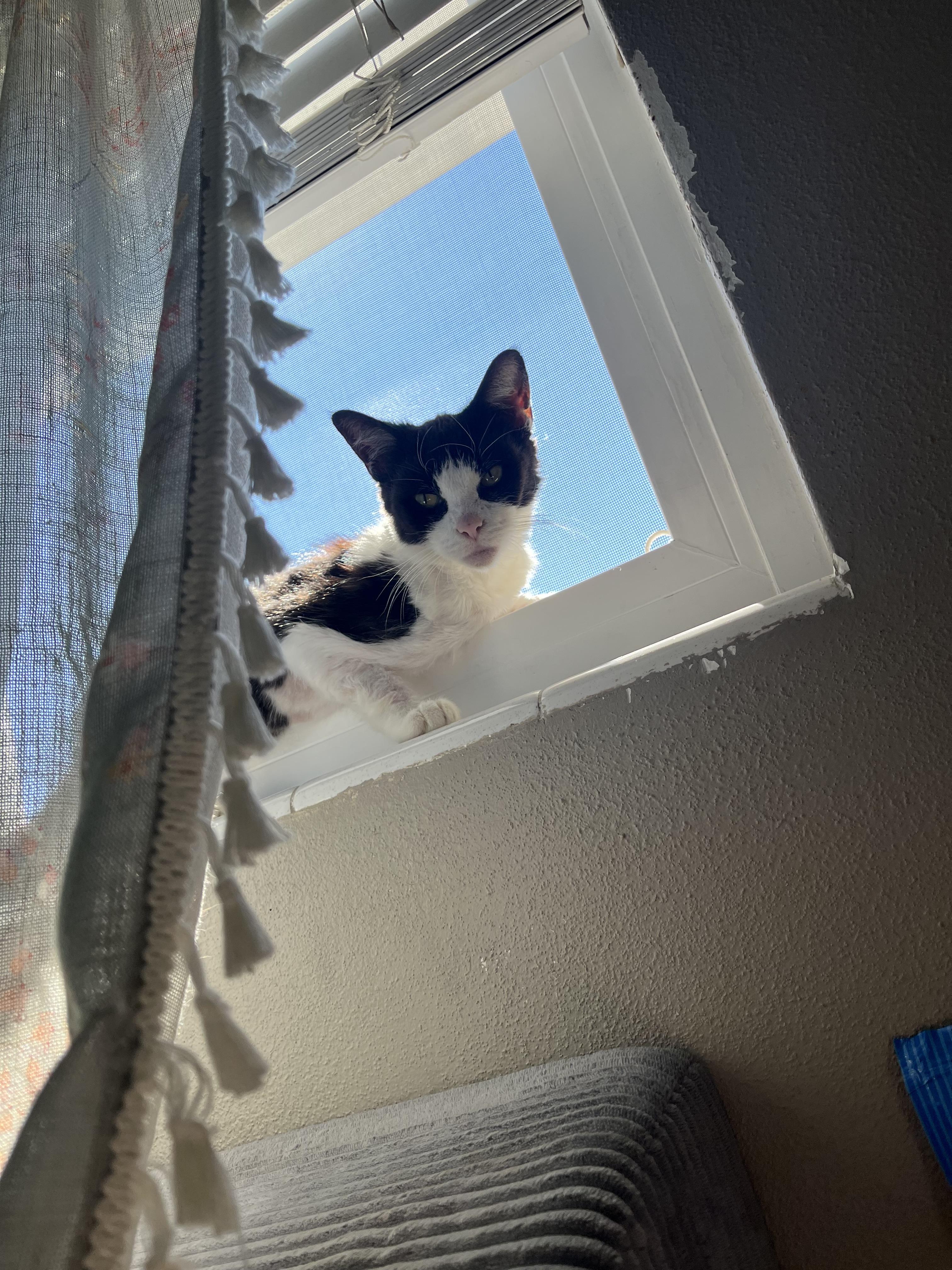 Enlarge Minnow, a ADOPTABLE Domestic Short Hair in Tampa, FL image 1/3