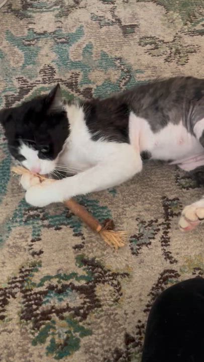 Enlarge Minnow, a ADOPTABLE Domestic Short Hair in Tampa, FL video 3/3