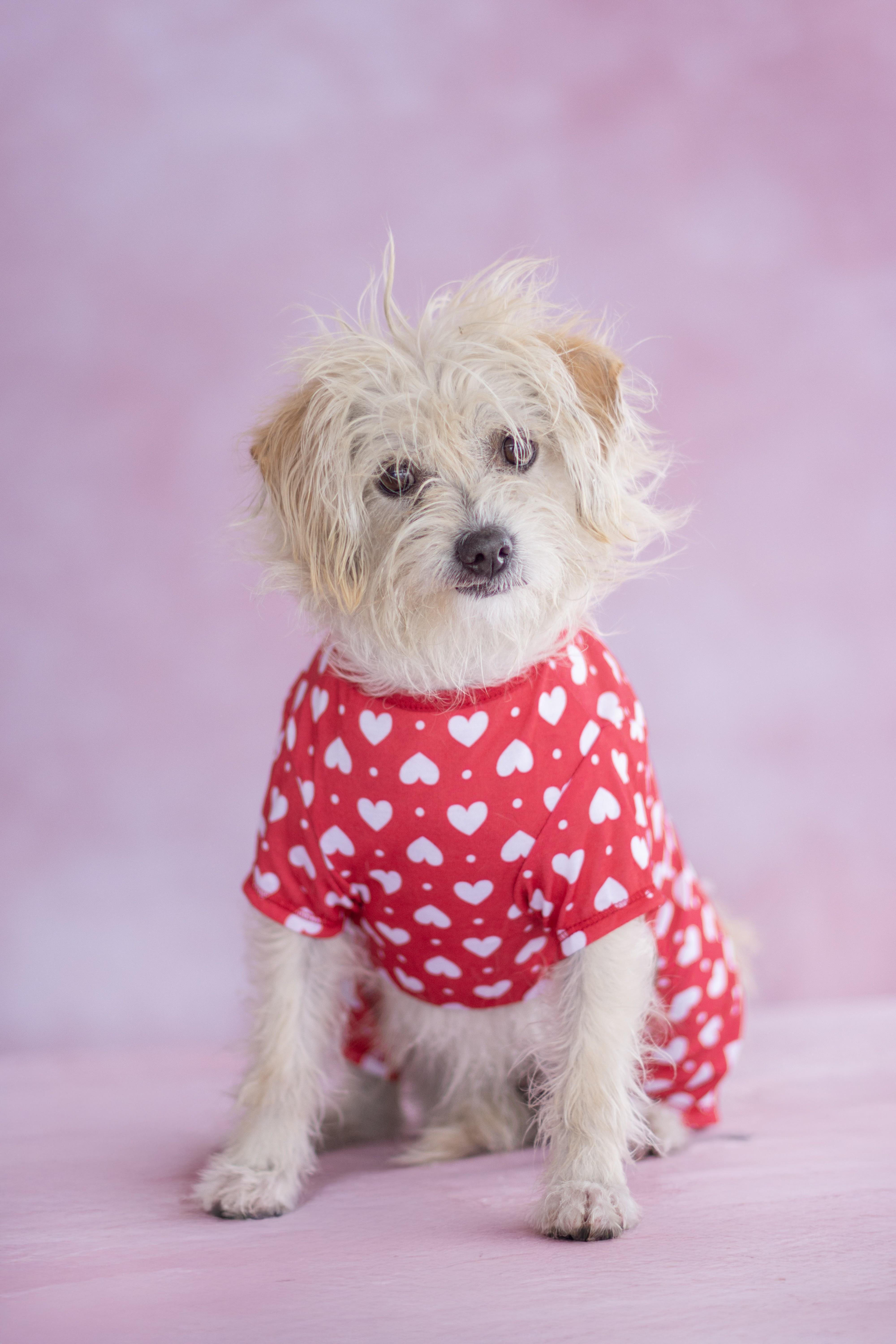 Enlarge Cupcake, an adopted mixed breed in Indianapolis, IN image 1/1