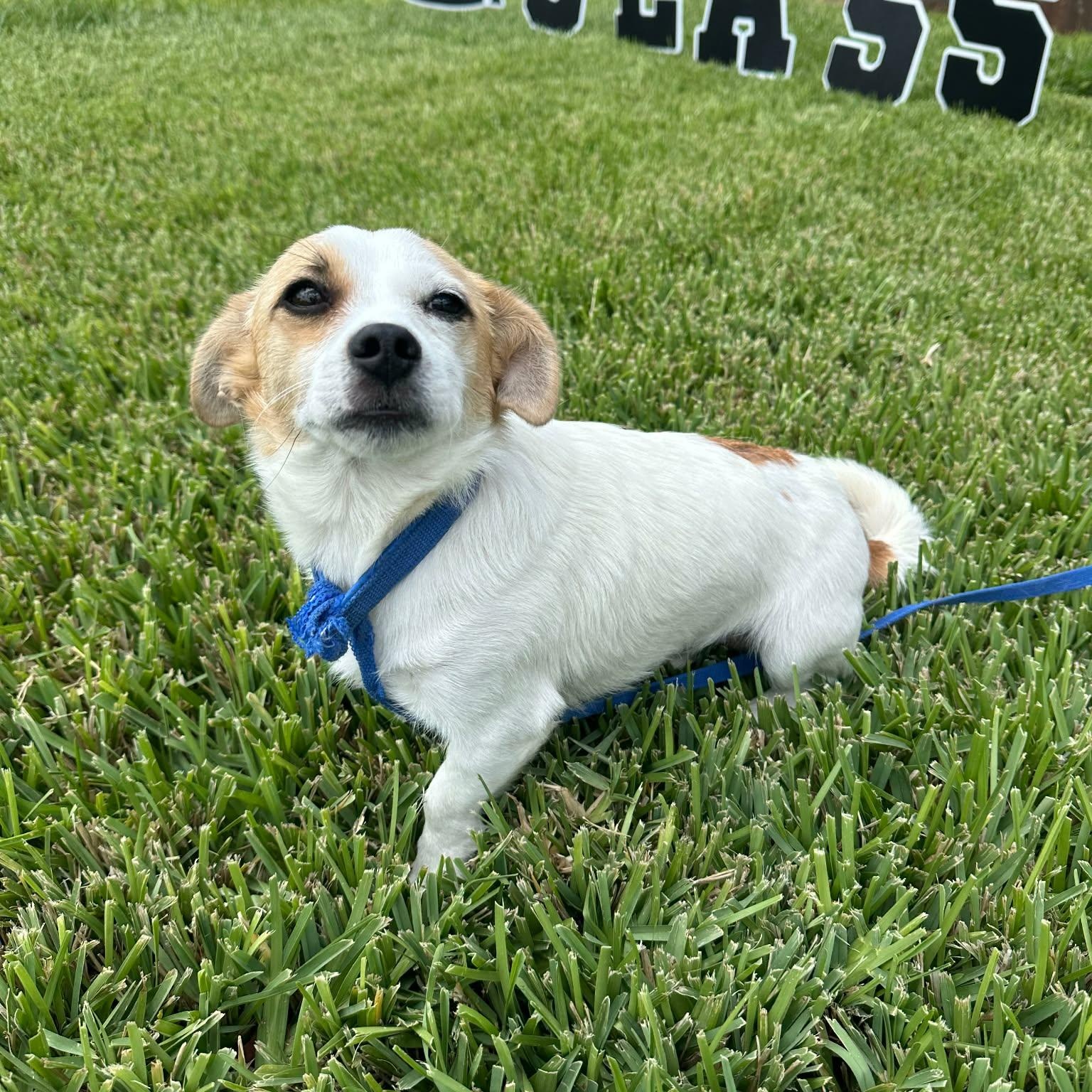 Jojo, Adoptable, Young Male Chihuahua & Jack Russell Terrier.