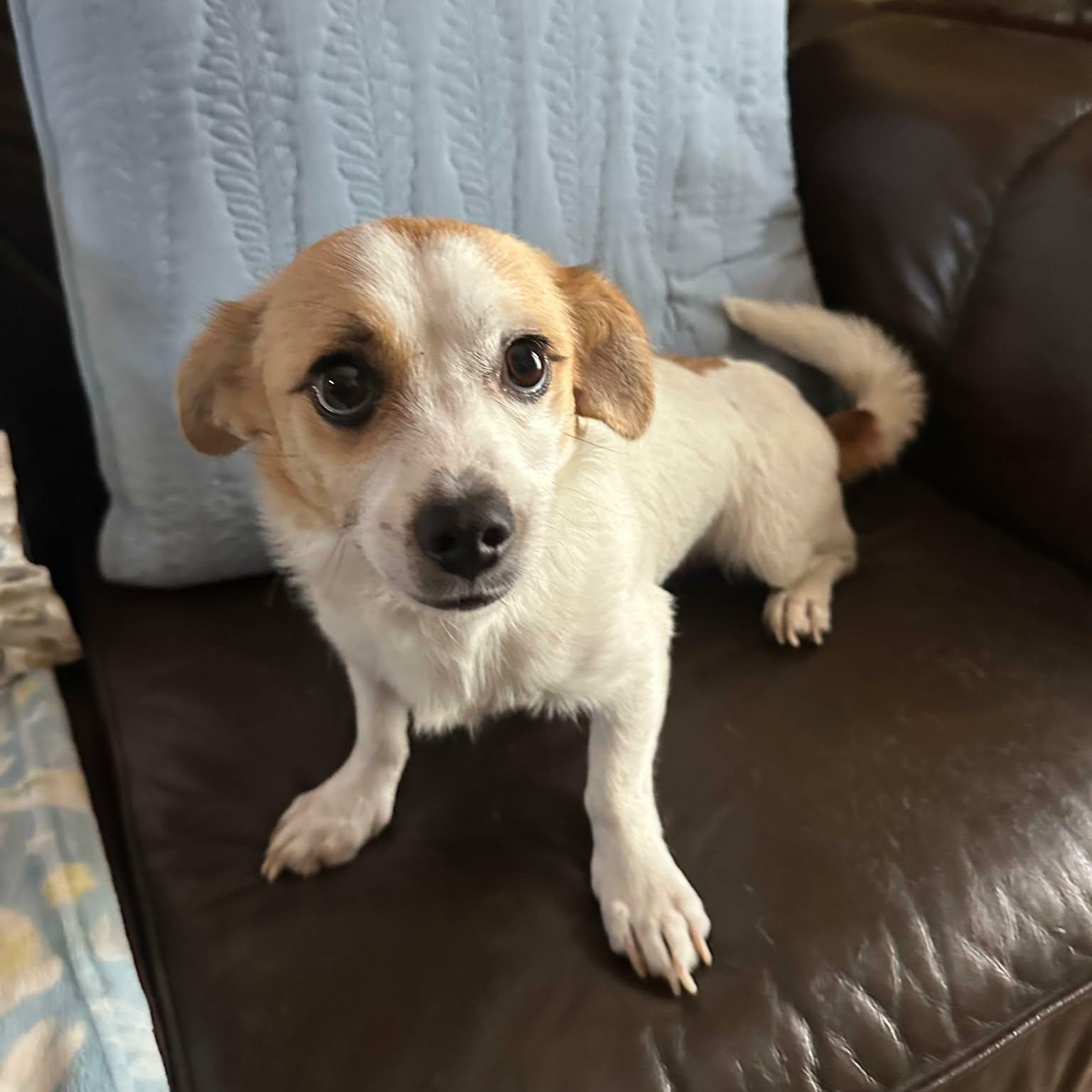 Enlarge Jojo, a Adoptable mixed breed in Boerne, TX image 3/3