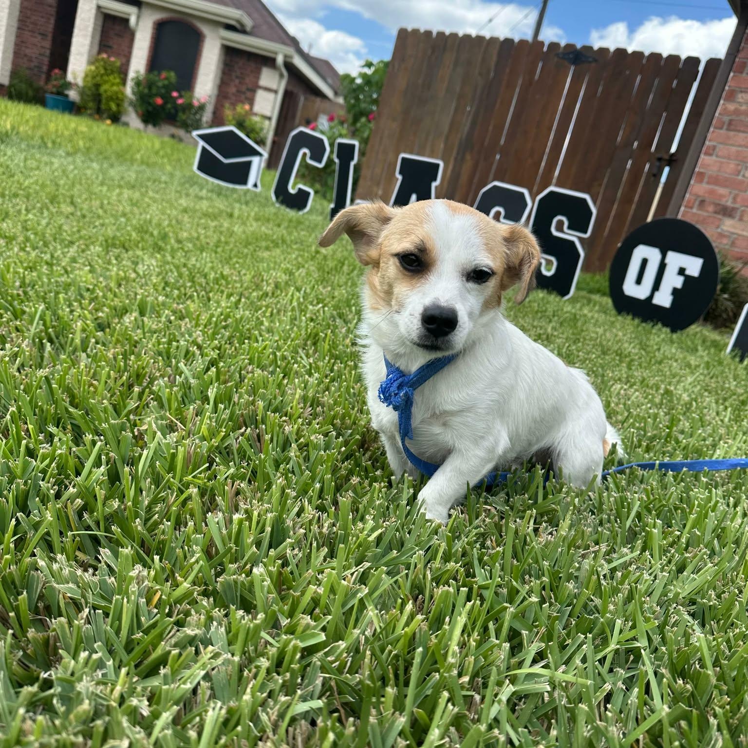 Enlarge Jojo, a Adoptable mixed breed in Boerne, TX image 2/3