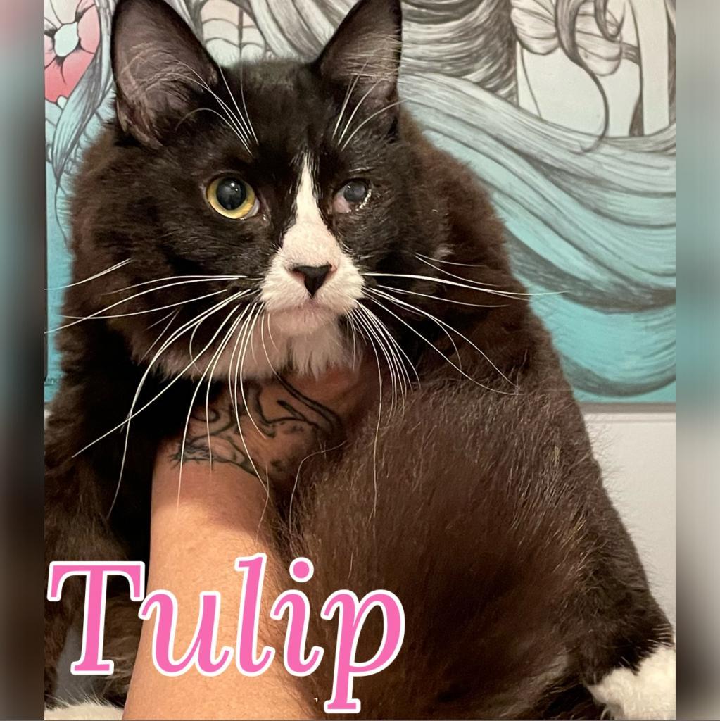 Tulip, Adoptable, Adult Female Domestic Long Hair.