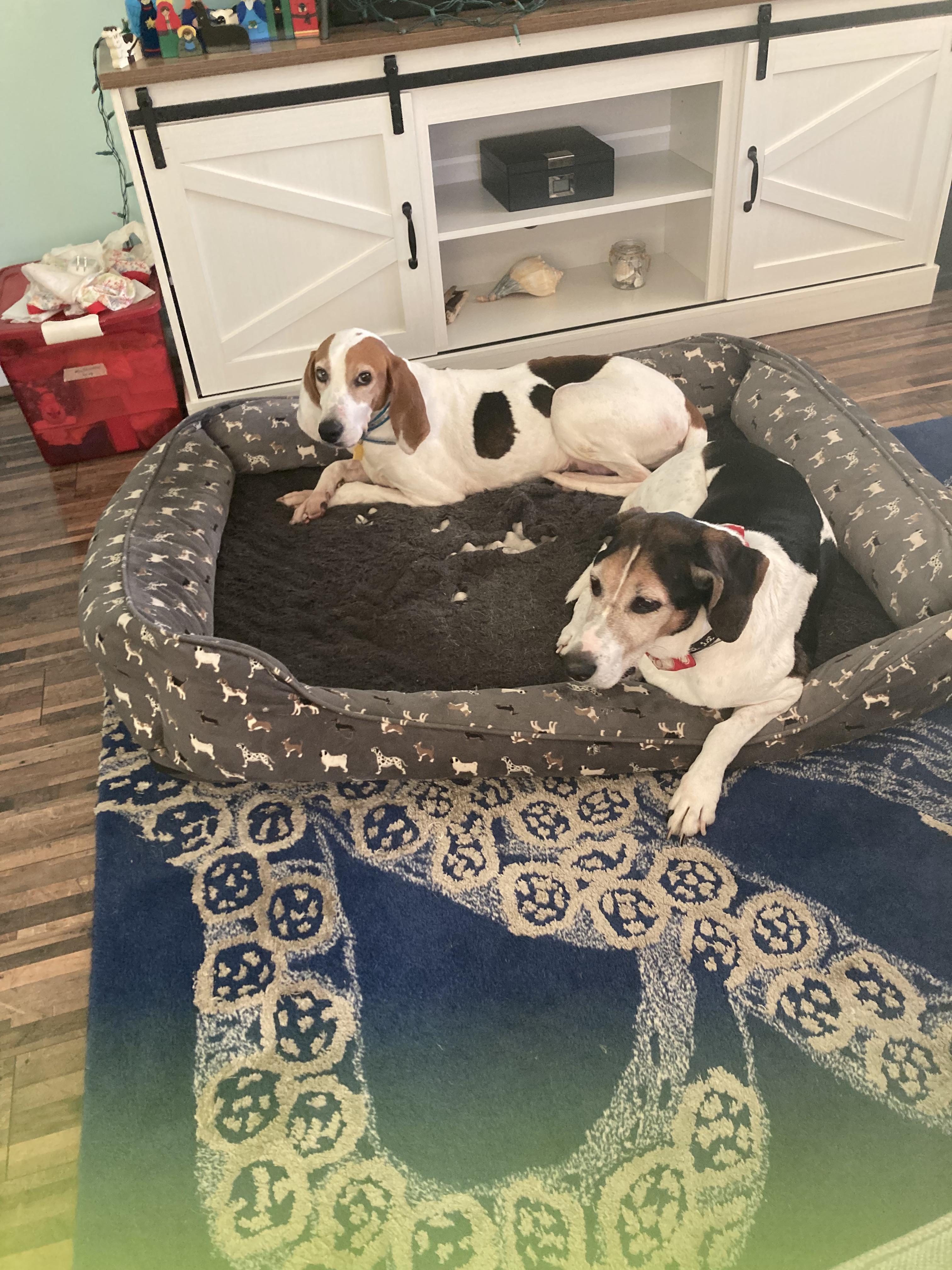 Enlarge Roadie, a Adoptable Coonhound in Chesapeake, VA image 4/5