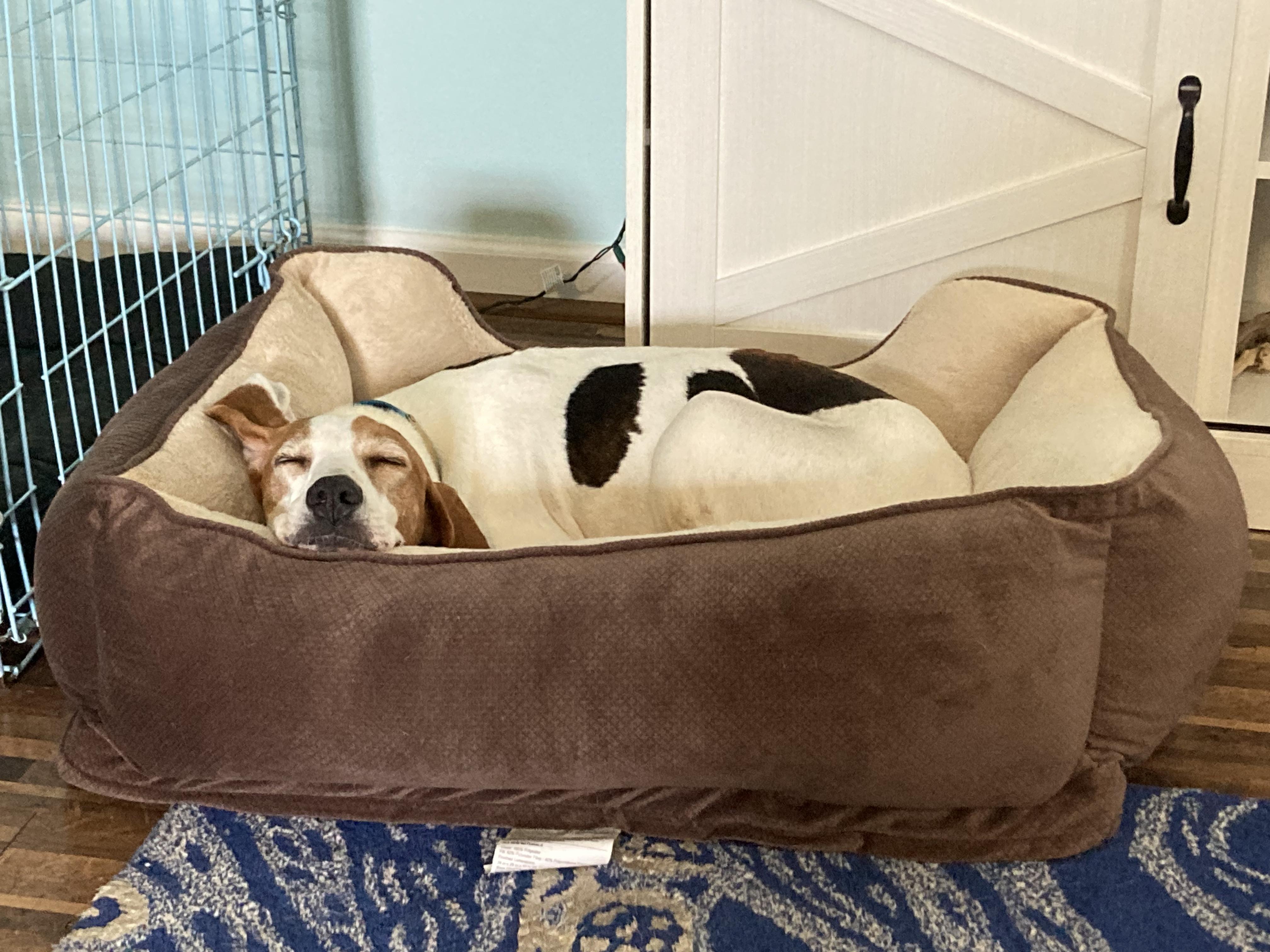 Enlarge Roadie, a Adoptable Coonhound in Chesapeake, VA image 5/5