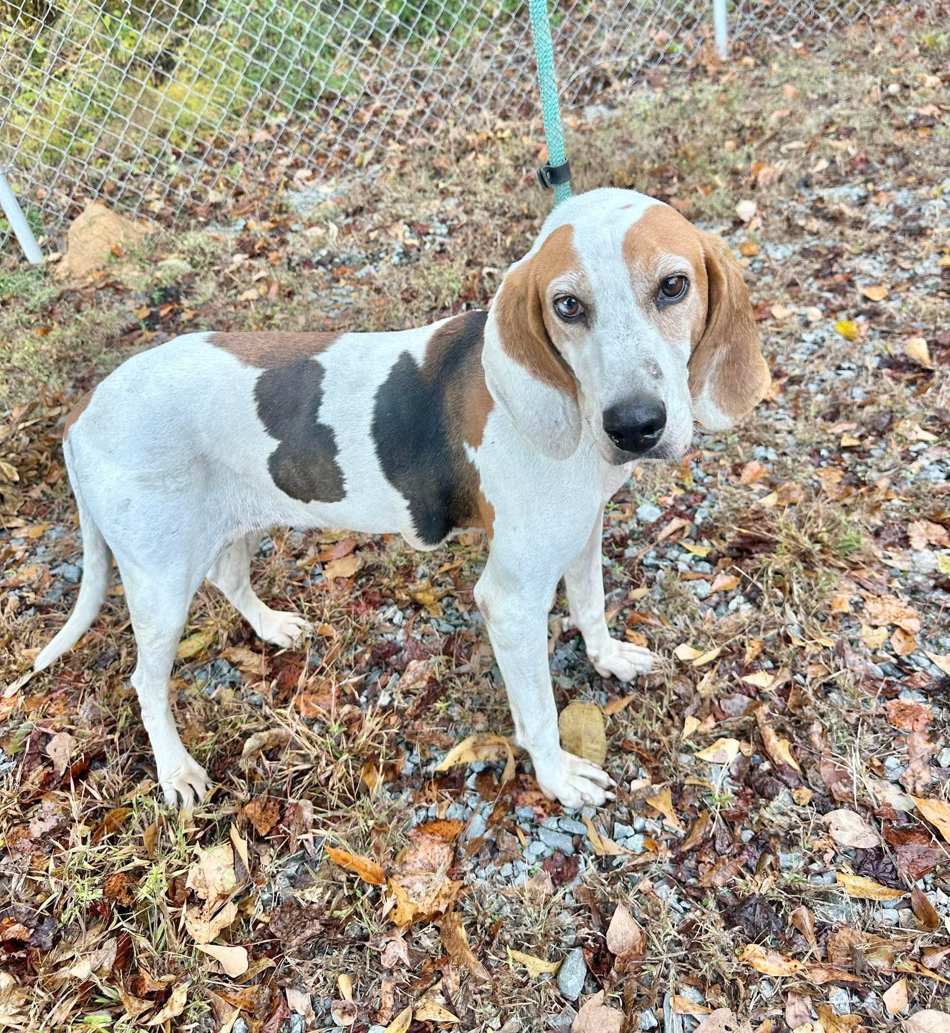 Roadie, a Adoptable Coonhound in Chesapeake, VA image 1/3