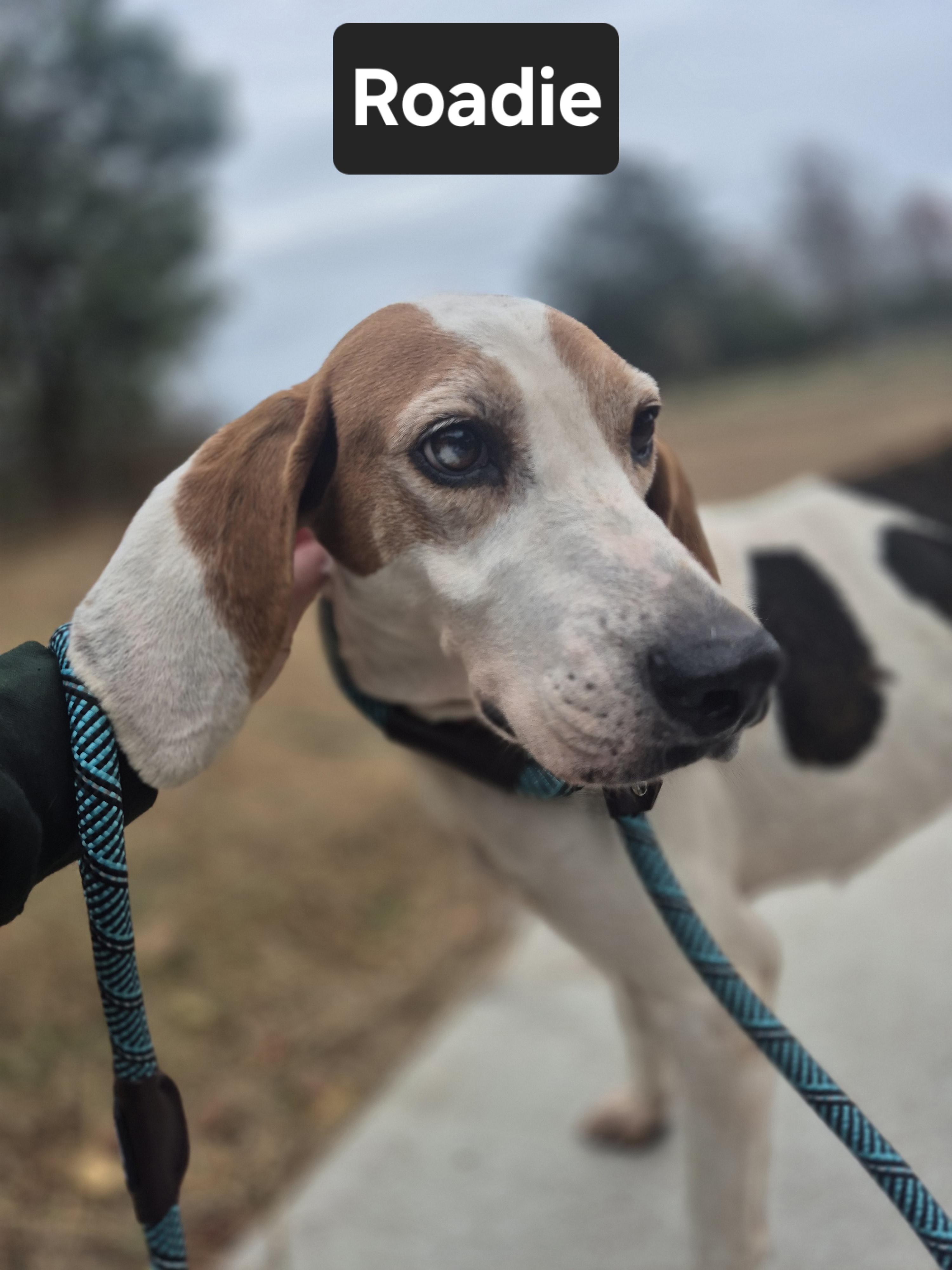 Roadie, a Adoptable Coonhound in Chesapeake, VA image 2/3