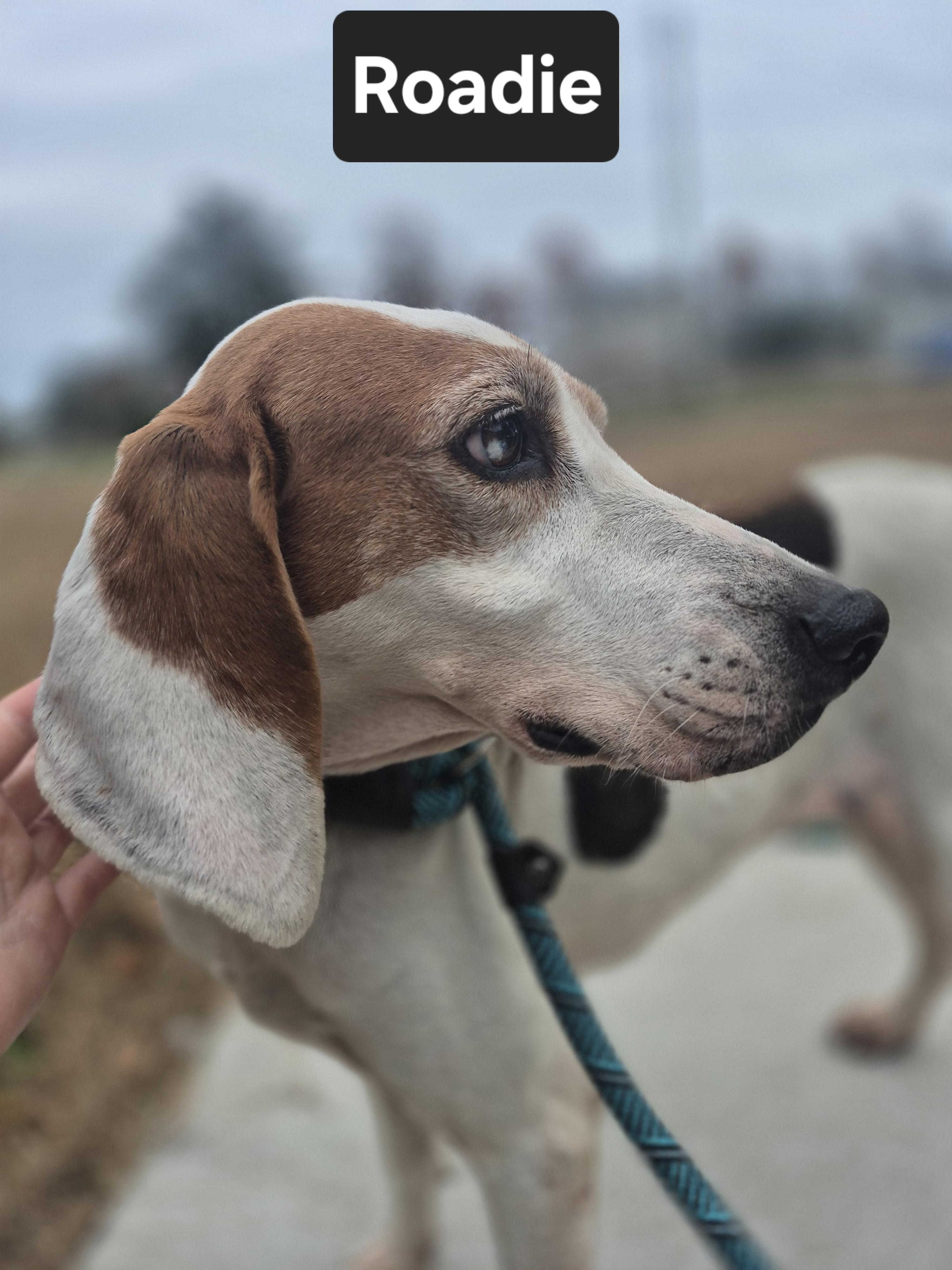Roadie, a Adoptable Coonhound in Chesapeake, VA image 3/3
