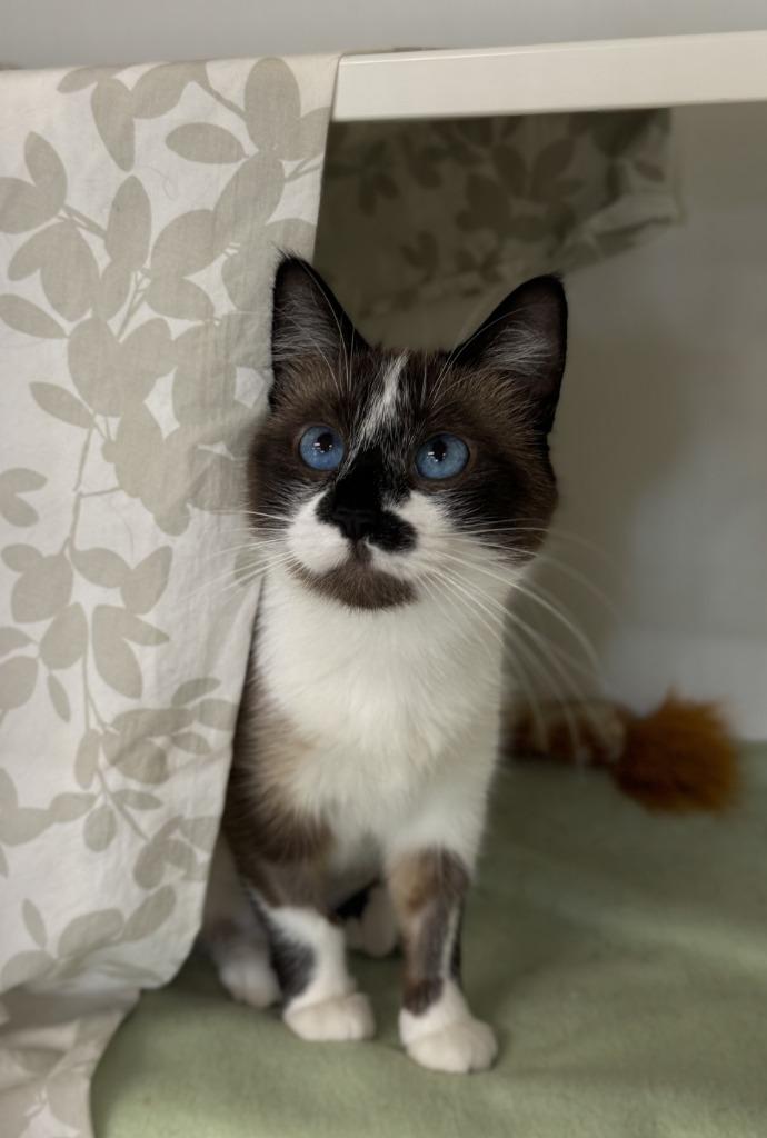 Sapphira, Adoptable, Young Female Siamese.