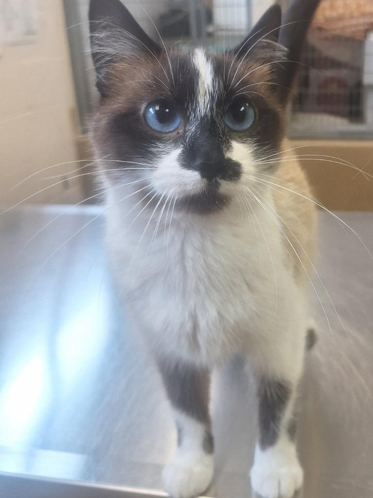Enlarge Sapphira, a Adoptable Siamese in Grand Forks, ND image 2/4